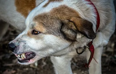 Ещё двух бешеных собак нашли в Тверской области | ТОП Тверь новости