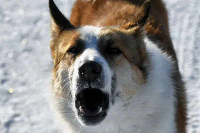 Бешеная собака с большими клыками» — создано в Шедевруме