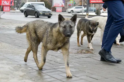 Жители Паруса боятся бродячих собак - Днепр Vgorode.ua