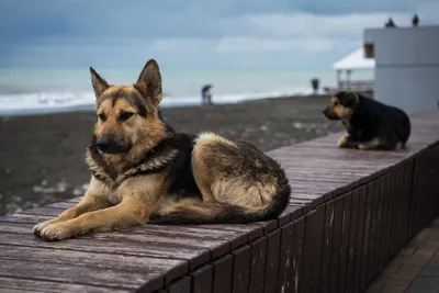 Зоологи допустили вымирание диких собак в Африке из-за климат-кризиса -  Газета.Ru | Новости