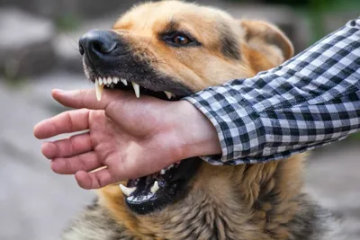 Депутаты из Башкирии предложили отстреливать диких собак и массово  стерилизовать домашних - KP.RU