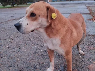 Бешеную собаку обнаружили в Чкаловском городском округе | Информационное  агентство «Время Н»