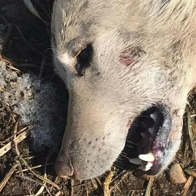Карантин из-за нападения бешеной собаки объявили в посёлке Агинское