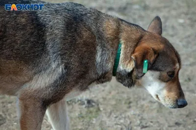 Бешеная лиса искусала собаку в Волгоградской области