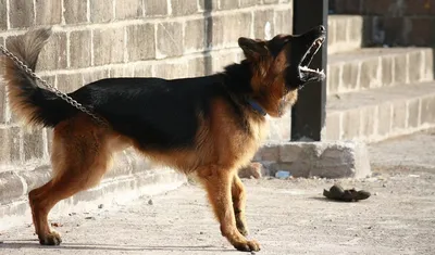 В четырех районах области объявлен карантин из-за бешеных собак | Новости  Саратова и области — Информационное агентство \"Взгляд-инфо\"
