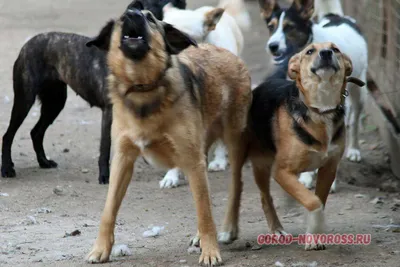 В Волжском своры диких собак не дают спать по ночам жителям 38 микрорайона:  видео