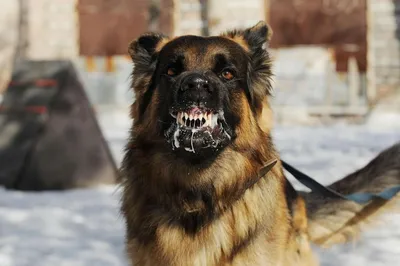 В Осташкове стая диких собак напала на человека - ТИА