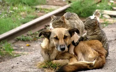 Уличные домики для бездомных собак - Благотворительный фонд «Возьми счастье  в дом»