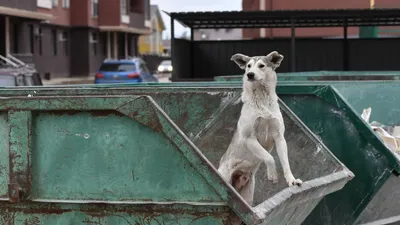 Кинолог назвал мифы о бездомных собаках - РИА Новости, 02.04.2023