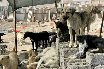 В Жуковском начали стерилизовать и чипировать бездомных собак | Новости —  Жуковский, Московская область.