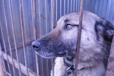 Госдума предлагает пожизненно содержать бездомных собак в приютах |  Ветеринария и жизнь