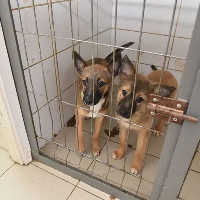 Борьбу с бездомными и бродячими собаками передали местным властям, отстрел  животных не разрешили, но запретили самовыгул - 14 июля 2023 - 74.ru