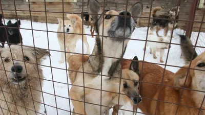 В Люберцах 13 мая пройдет акция по поиску хозяев для бездомных собак -  Общество - РИАМО в Люберцах