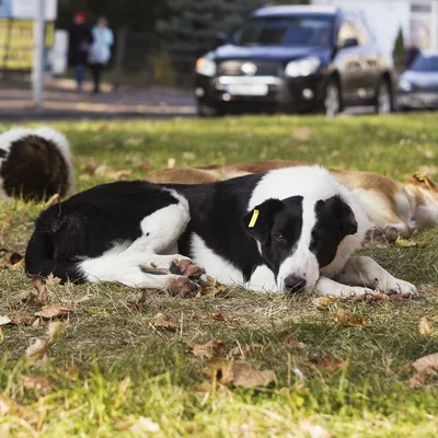 Власти Магаданской области приняли закон о содержании бездомных собак —  разрешена ли эвтаназия — Сноб