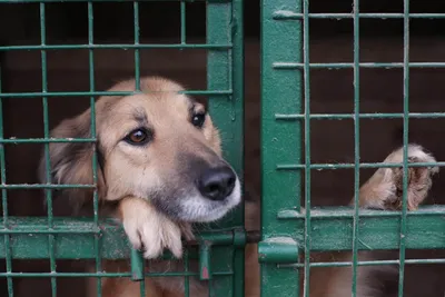 Алматинский отлов начал стерилизовать, вакцинировать и выпускать бездомных  собак. Как они выглядят | informburo.kz