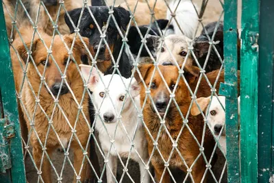 В Севастополе предложили решить вопрос умерщвления бездомных собак на  референдуме | ForPost