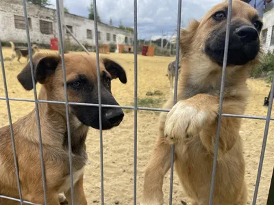 Оставалось только снимать: жители Златоуста снова жалуются на зверство бездомных  собак - KP.RU