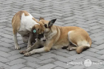 Убивают тех, кто на виду». В Армавире за полгода истребили почти 500 бездомных  собак — Новая газета