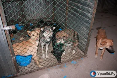 Депутаты Заксобрания Забайкалья поддержали закон об эвтаназии бездомных  собак