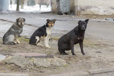 В Магаданской области опровергли решение об усыплении бездомных собак — РБК