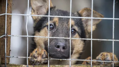 В белгородском «Добром доме» находится более 80 бездомных собак.  Белгородские новости