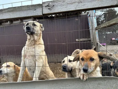 Лишай у собак 🐶 – виды, симптомы и признаки заражения питомца