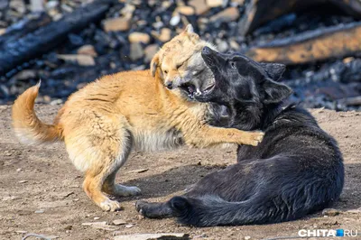 Сотню голодных и больных собак пытаются спасти из частного приюта на Кубани  - Общество - Новости Кубань-информ