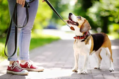 Ходунки поддержка передних и задних лап для больных и пожилых собак PetSafe  CareLift, размер L - купить с доставкой по выгодным ценам в  интернет-магазине OZON (966696369)