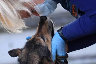 Инфекционное отделение будет обслуживать больных собак | Комментарии.Киев