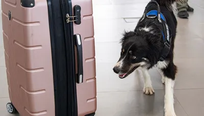 В Бобруйске открылся первый приют-передержка для больных собак | bobruisk.ru