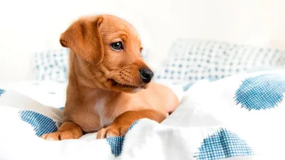Собак привлекут для обнаружения больных COVID-19 по запаху - Российская  газета