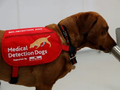 BB.lv: Редких собак научили распознавать коронавирусных больных