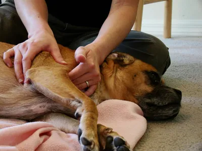 В Украине привлекут собак для выявления больных на COVID-19 - Реальні Лубни