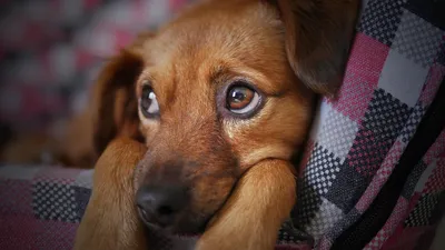Собак научили определять больных СOVID-19 по запаху