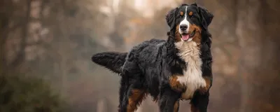 Названы основные симптомы коронавируса у собак | Информационное агентство  «Би-порт»