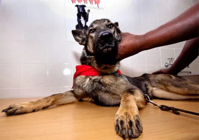 Фотографии с фотографиями в больнице для домашних животных где лечат больных  собак Фон И картинка для бесплатной загрузки - Pngtree