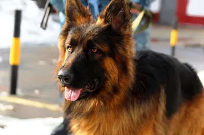 В Геленджике ввели карантин из-за собак, больных лептоспирозом | ИА Красная  Весна