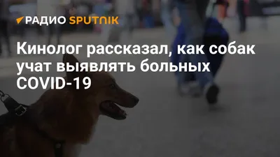 Верховный суд Якутии отказал в усыплении собак, якобы больных бруцеллезом -  KP.RU