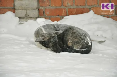 Екатеринбуржец пытается спасти шесть бездомных собак от опасной инфекции -  15 февраля 2023 - e1.ru