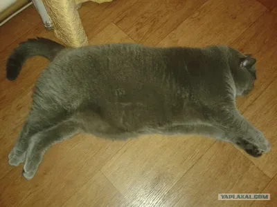 Портрет большого кота Tabby Стоковое Фото - изображение насчитывающей  природа, отечественно: 170312986