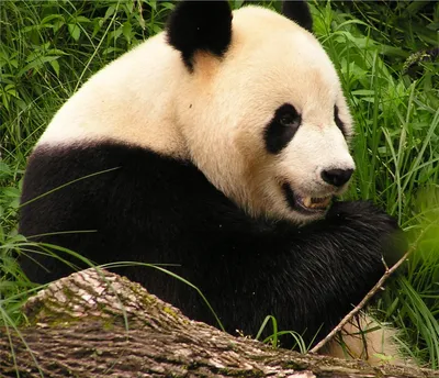 Фото большой панды 