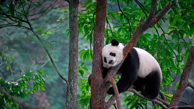 Большие панды — теперь не «исчезающий вид». Объясняем на гифках — Meduza