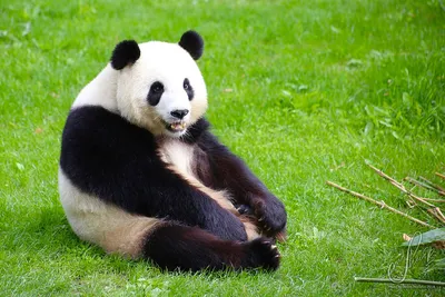 Первый в истории России детеныш большой панды родился в Московском зоопарке  - 31.08.2023, Sputnik Азербайджан