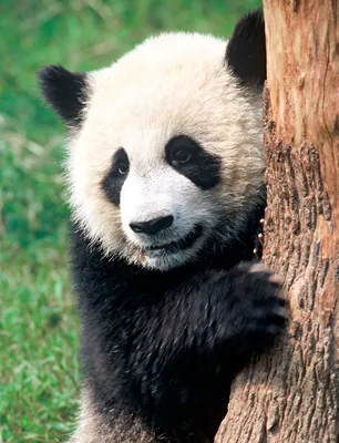 Сколько стоят большие панды? | Дмитрий Митрохин | Дзен