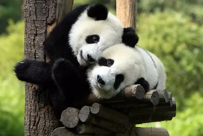 Власти Китая: панды больше не считаются исчезающим видом