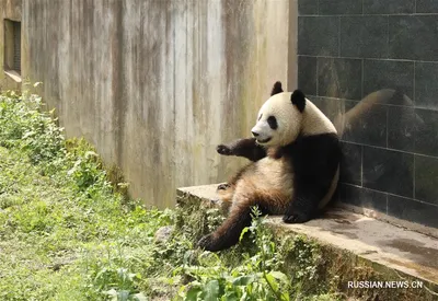 Детеныш большой панды Диндин обзавелся первыми черными пятнами | 360°