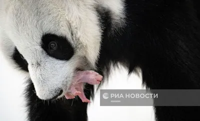 Три большие панды из зоопарка Вашингтона скоро вернутся домой в Китай