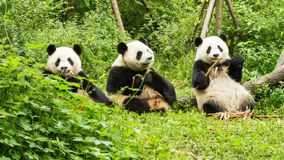 Центр изучения и разведения гигантской панды в Чэнду — Магазета