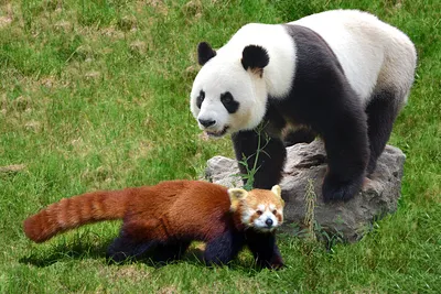 В России впервые родился детеныш большой панды - Российская газета
