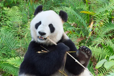 Уникальные резерваты большой панды « FotoRelax | Giant panda, Panda, Red  panda